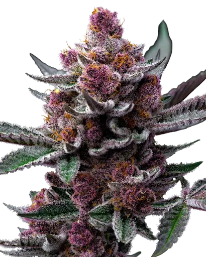 Cherry Poppers | PHOTOFEM | Barneys Farm - Freigestellt 2026-05-31