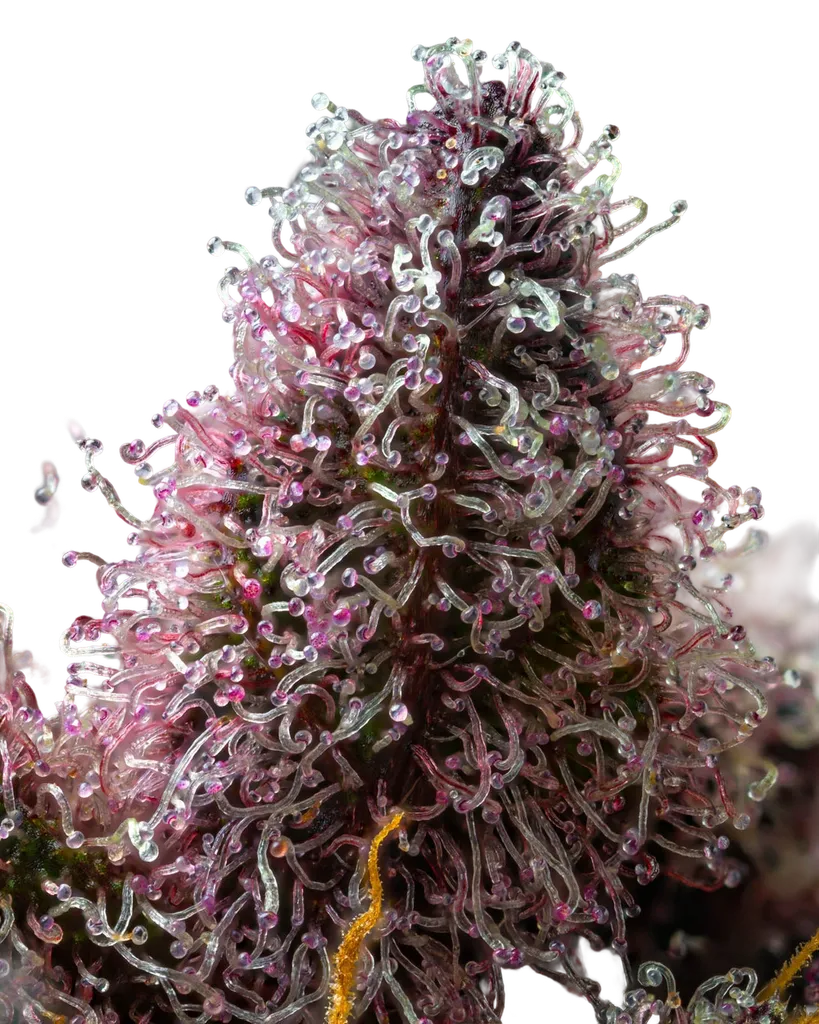 Cherry Poppers | PHOTOFEM | Barneys Farm - Freigestellt 2026-05-31