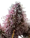 Cherry Poppers | PHOTOFEM | Barneys Farm - Freigestellt 2026-05-31