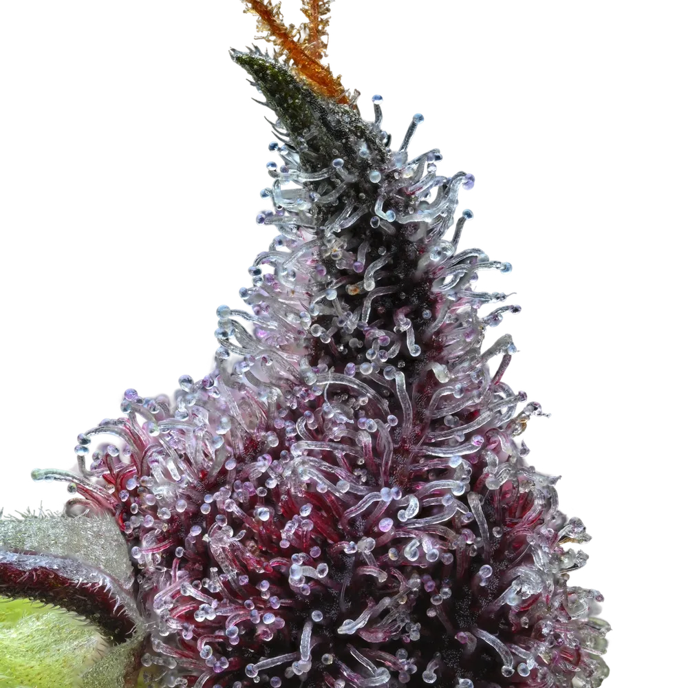 Cherry Poppers | PHOTOFEM | Barneys Farm - Freigestellt 2026-05-31