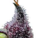 Cherry Poppers | PHOTOFEM | Barneys Farm - Freigestellt 2026-05-31