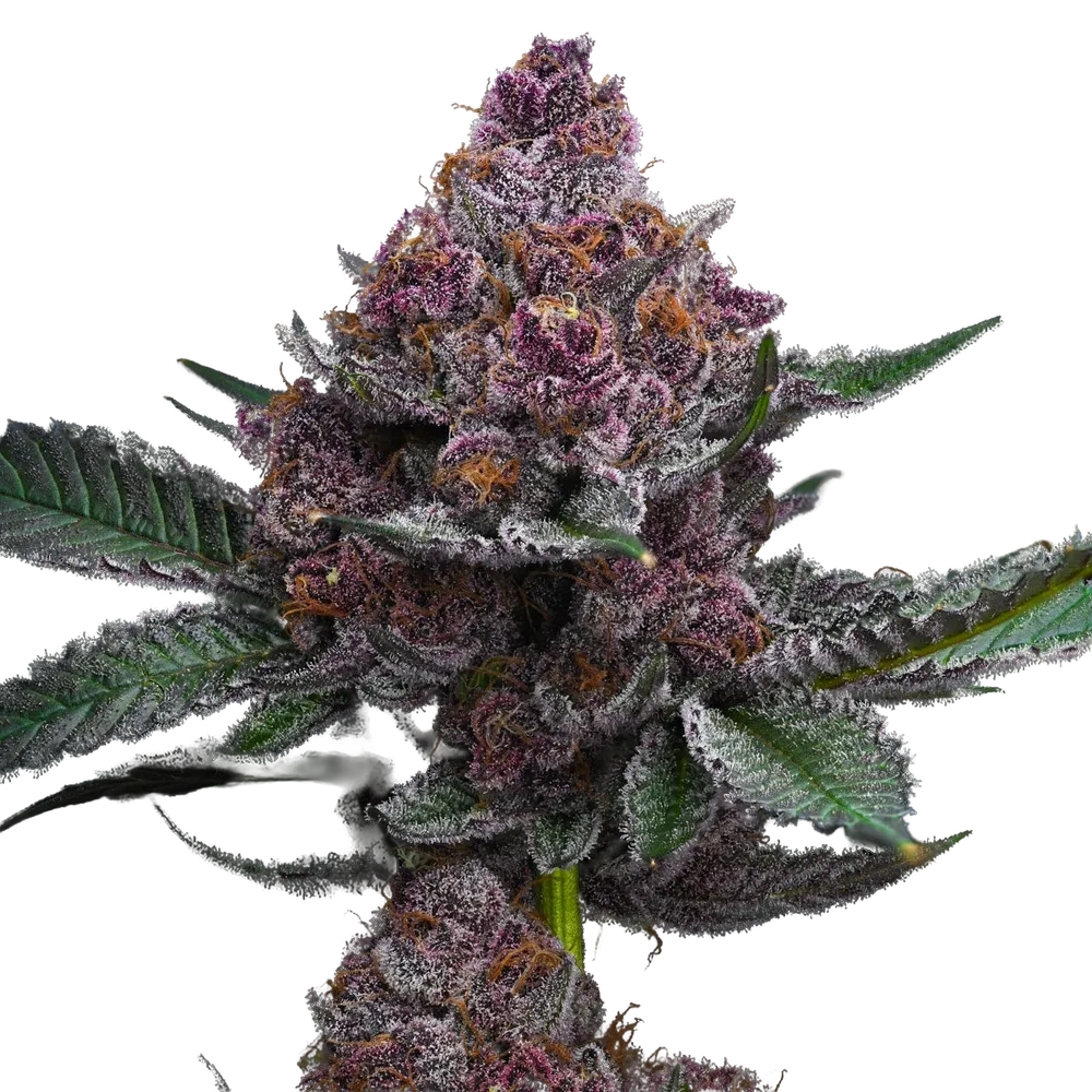 Cherry Poppers | PHOTOFEM | Barneys Farm - Freigestellt 2026-05-31