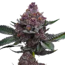 Cherry Poppers | PHOTOFEM | Barneys Farm - Freigestellt 2026-05-31