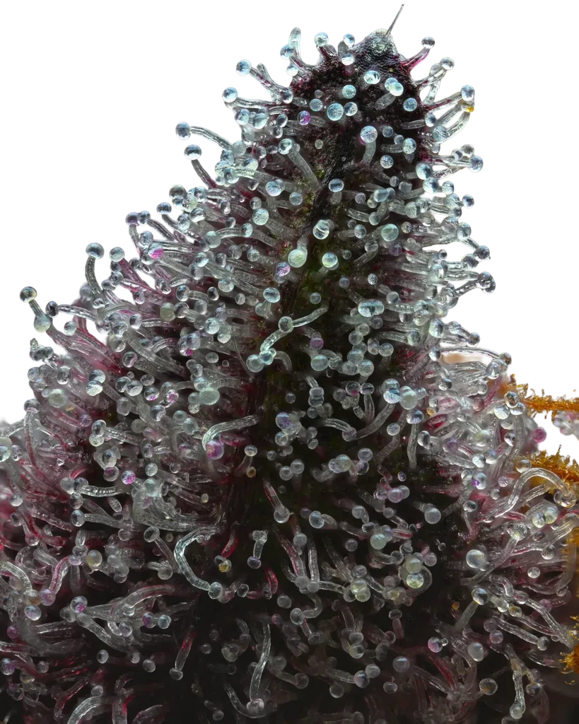 Cherry Poppers | PHOTOFEM | Barneys Farm - Freigestellt 2026-05-31