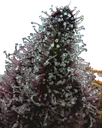 Cherry Poppers | PHOTOFEM | Barneys Farm - Freigestellt 2026-05-31