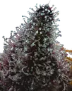 Cherry Poppers | PHOTOFEM | Barneys Farm - Freigestellt 2026-05-31