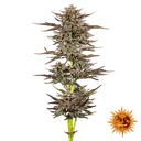 Frosted Zinn x 3 Bears OG | AUTOFEM | Barneys Farm - Freigestellt 2026-05-31