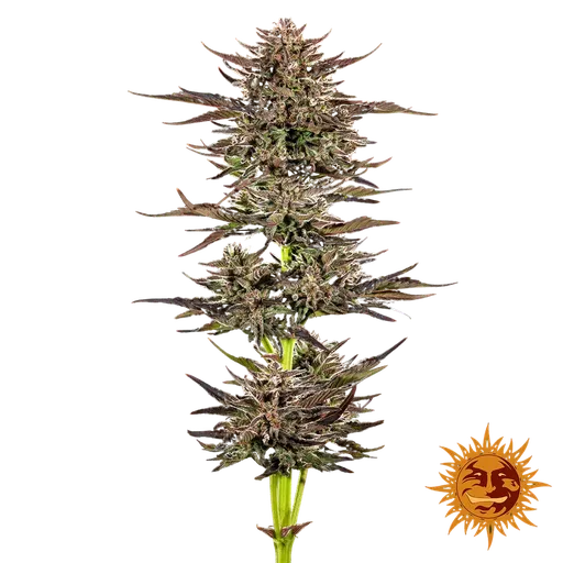 Frosted Zinn x 3 Bears OG | AUTOFEM | Barneys Farm - Freigestellt 2026-05-31