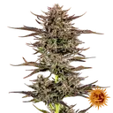 Frosted Zinn x 3 Bears OG | AUTOFEM | Barneys Farm - Freigestellt 2026-05-31
