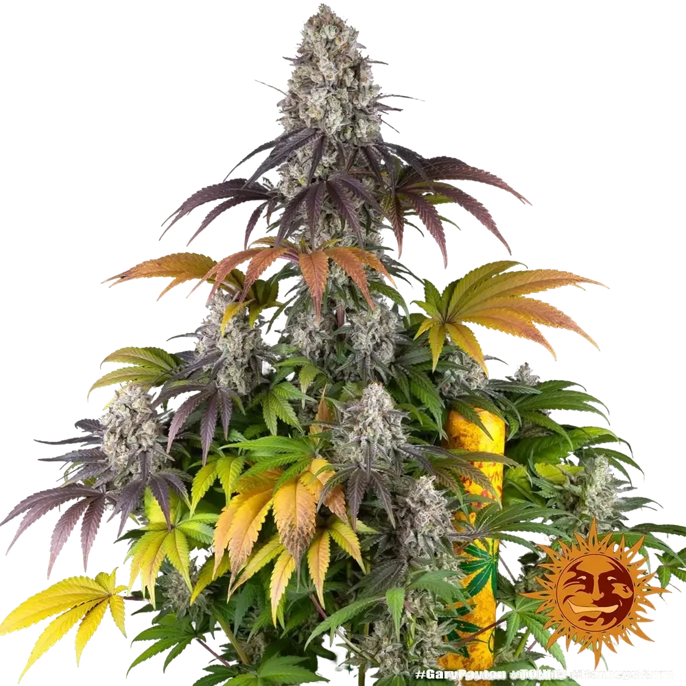 Gary Payton | PHOTOFEM | Barneys Farm - Freigestellt 2026-05-31