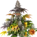 Gary Payton | PHOTOFEM | Barneys Farm - Freigestellt 2026-05-31