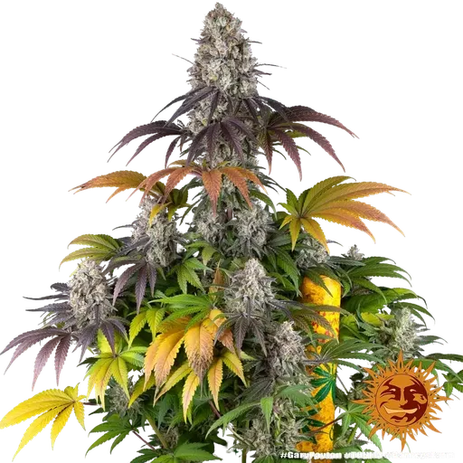 Gary Payton | PHOTOFEM | Barneys Farm - Freigestellt 2026-05-31