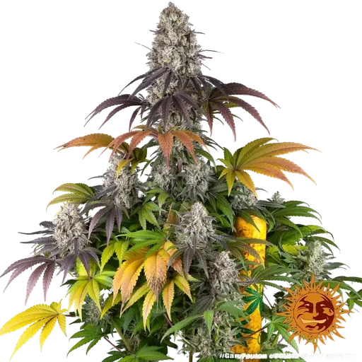 Gary Payton | PHOTOFEM | Barneys Farm - Freigestellt 2026-05-31