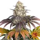 Gary Payton | PHOTOFEM | Barneys Farm - Freigestellt 2026-05-31
