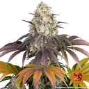 Gary Payton | PHOTOFEM | Barneys Farm - Freigestellt 2026-05-31