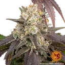 Gary Payton | PHOTOFEM | Barneys Farm - Freigestellt 2026-05-31