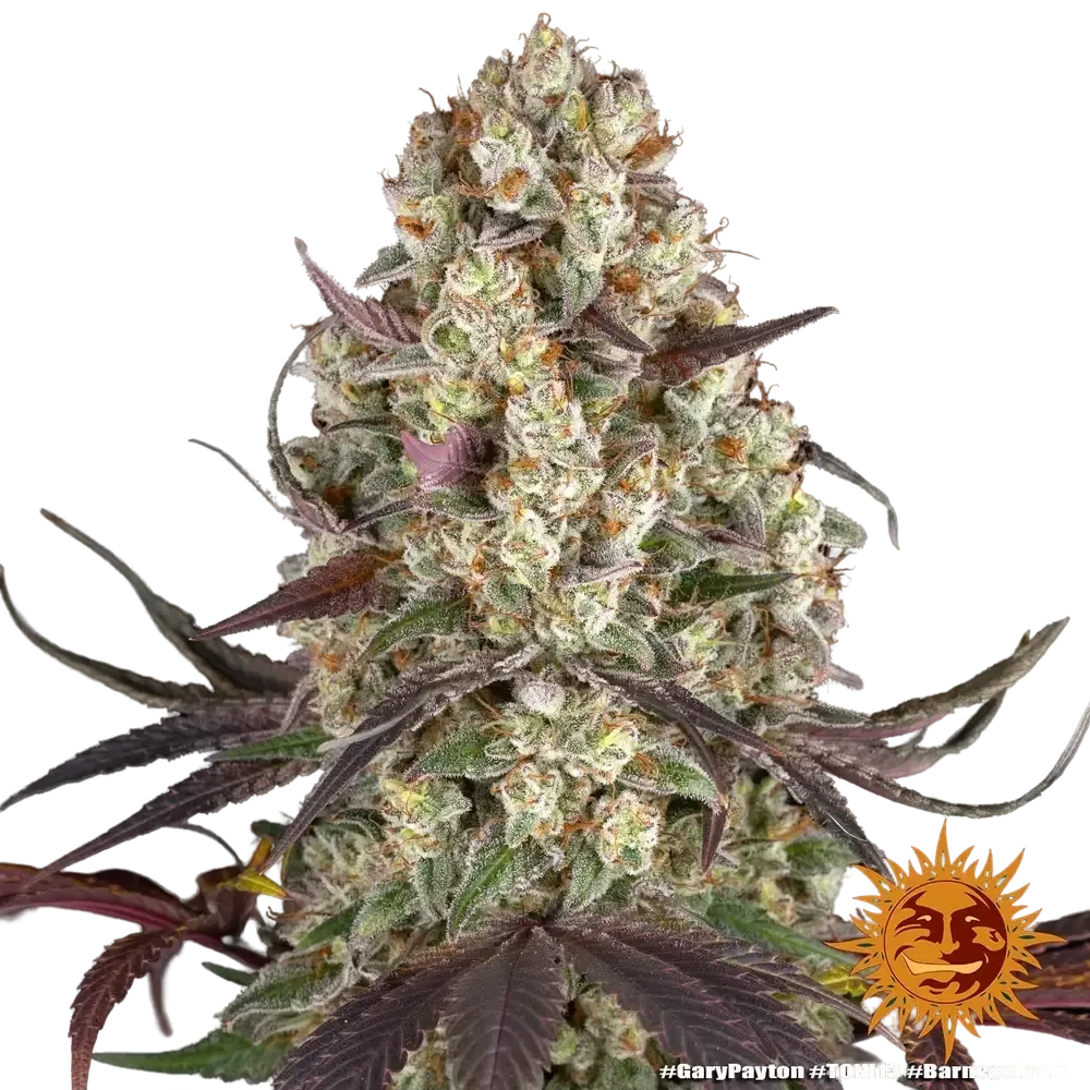 Gary Payton | PHOTOFEM | Barneys Farm - Freigestellt 2026-05-31