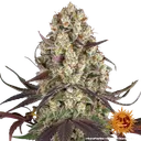 Gary Payton | PHOTOFEM | Barneys Farm - Freigestellt 2026-05-31