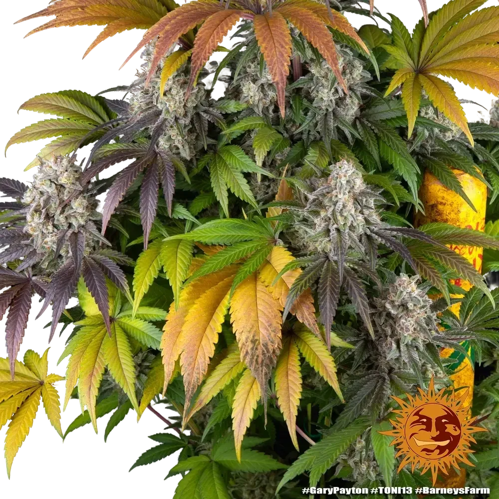 Gary Payton | PHOTOFEM | Barneys Farm - Freigestellt 2026-05-31