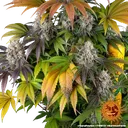 Gary Payton | PHOTOFEM | Barneys Farm - Freigestellt 2026-05-31