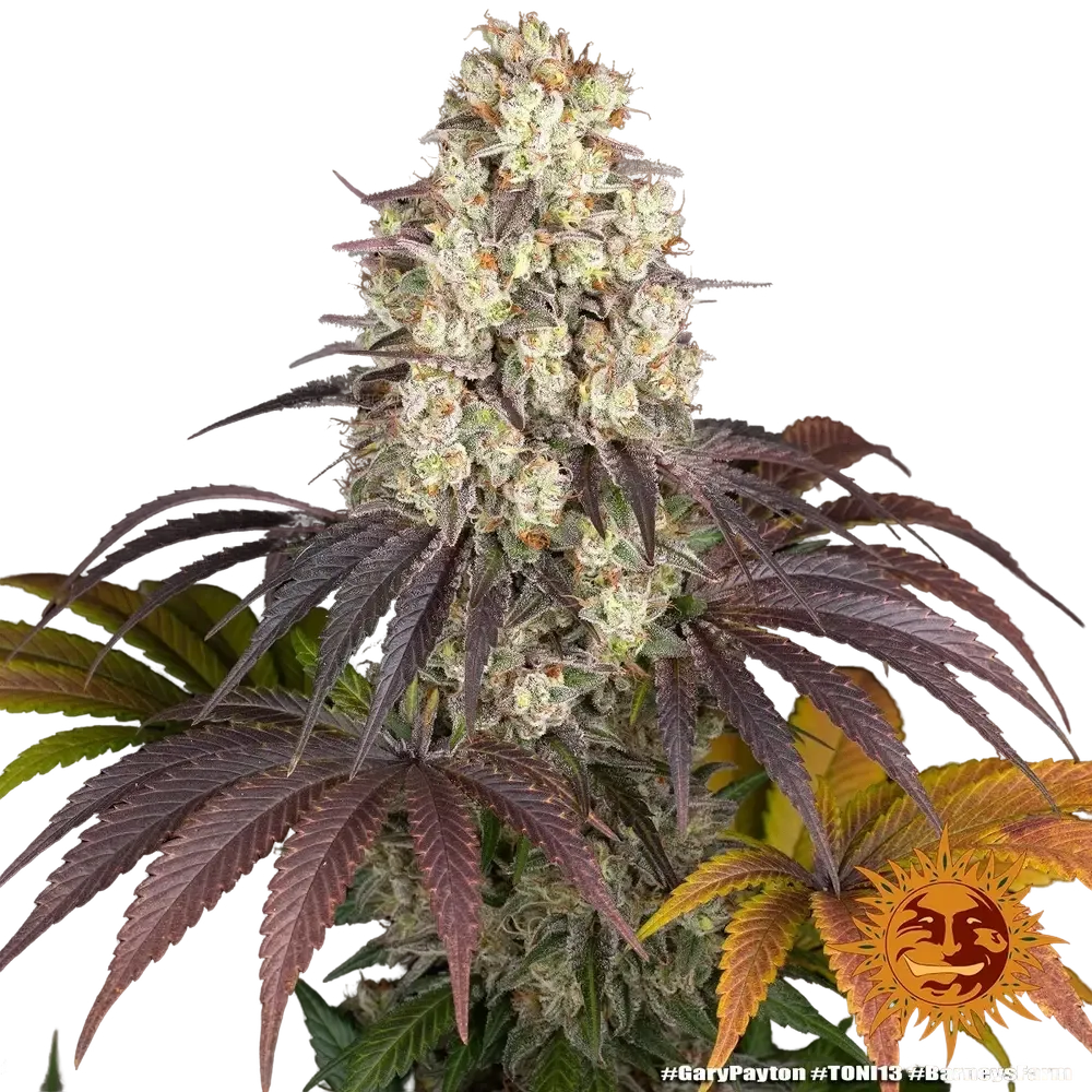 Gary Payton | PHOTOFEM | Barneys Farm - Freigestellt 2026-05-31
