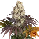 Gary Payton | PHOTOFEM | Barneys Farm - Freigestellt 2026-05-31