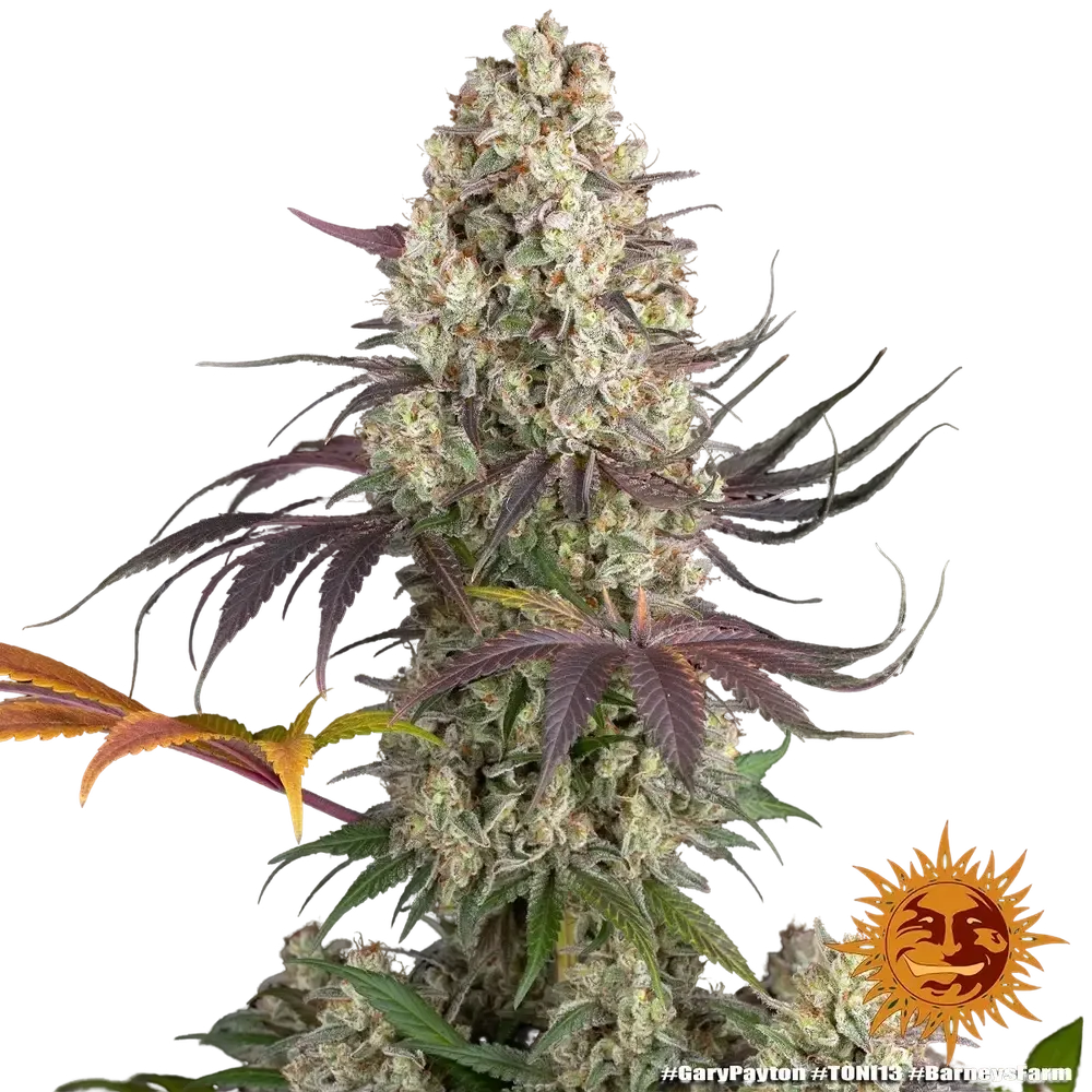 Gary Payton | PHOTOFEM | Barneys Farm - Freigestellt 2026-05-31