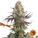 Gary Payton | PHOTOFEM | Barneys Farm - Freigestellt 2026-05-31