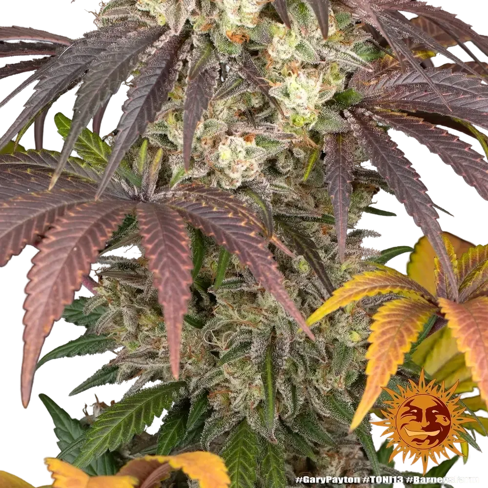 Gary Payton | PHOTOFEM | Barneys Farm - Freigestellt 2026-05-31