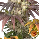 Gary Payton | PHOTOFEM | Barneys Farm - Freigestellt 2026-05-31