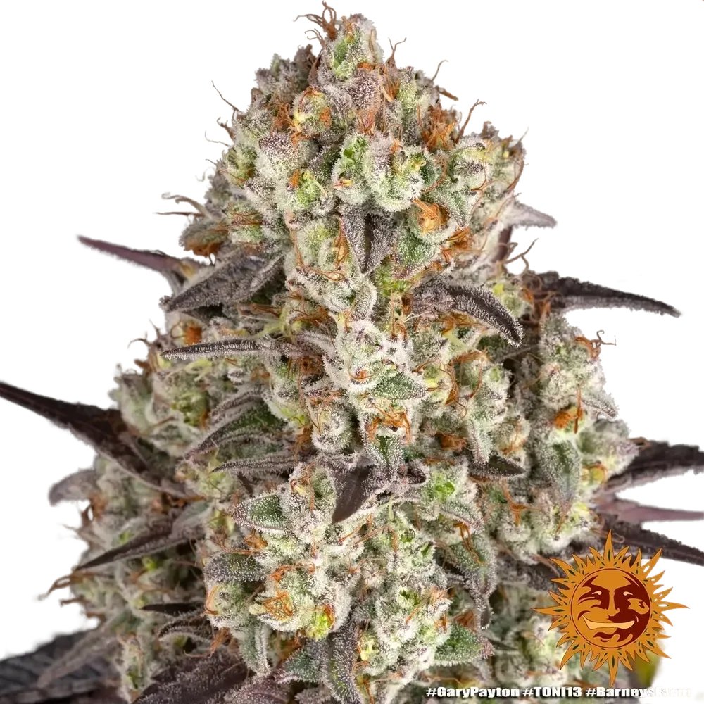 Gary Payton | PHOTOFEM | Barneys Farm - Freigestellt 2026-05-31
