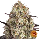 Gary Payton | PHOTOFEM | Barneys Farm - Freigestellt 2026-05-31