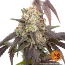 Gary Payton | PHOTOFEM | Barneys Farm - Freigestellt 2026-05-31