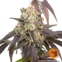 Gary Payton | PHOTOFEM | Barneys Farm - Freigestellt 2026-05-31