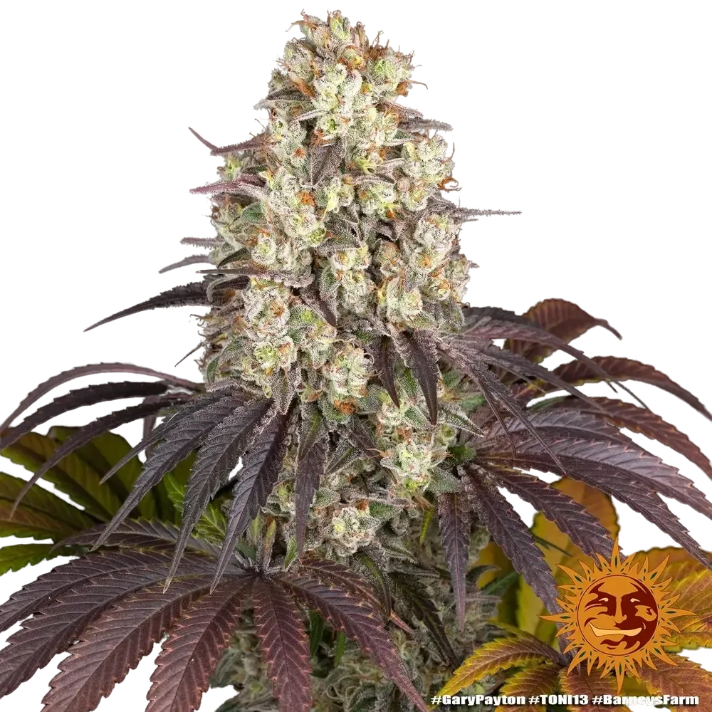 Gary Payton | PHOTOFEM | Barneys Farm - Freigestellt 2026-05-31