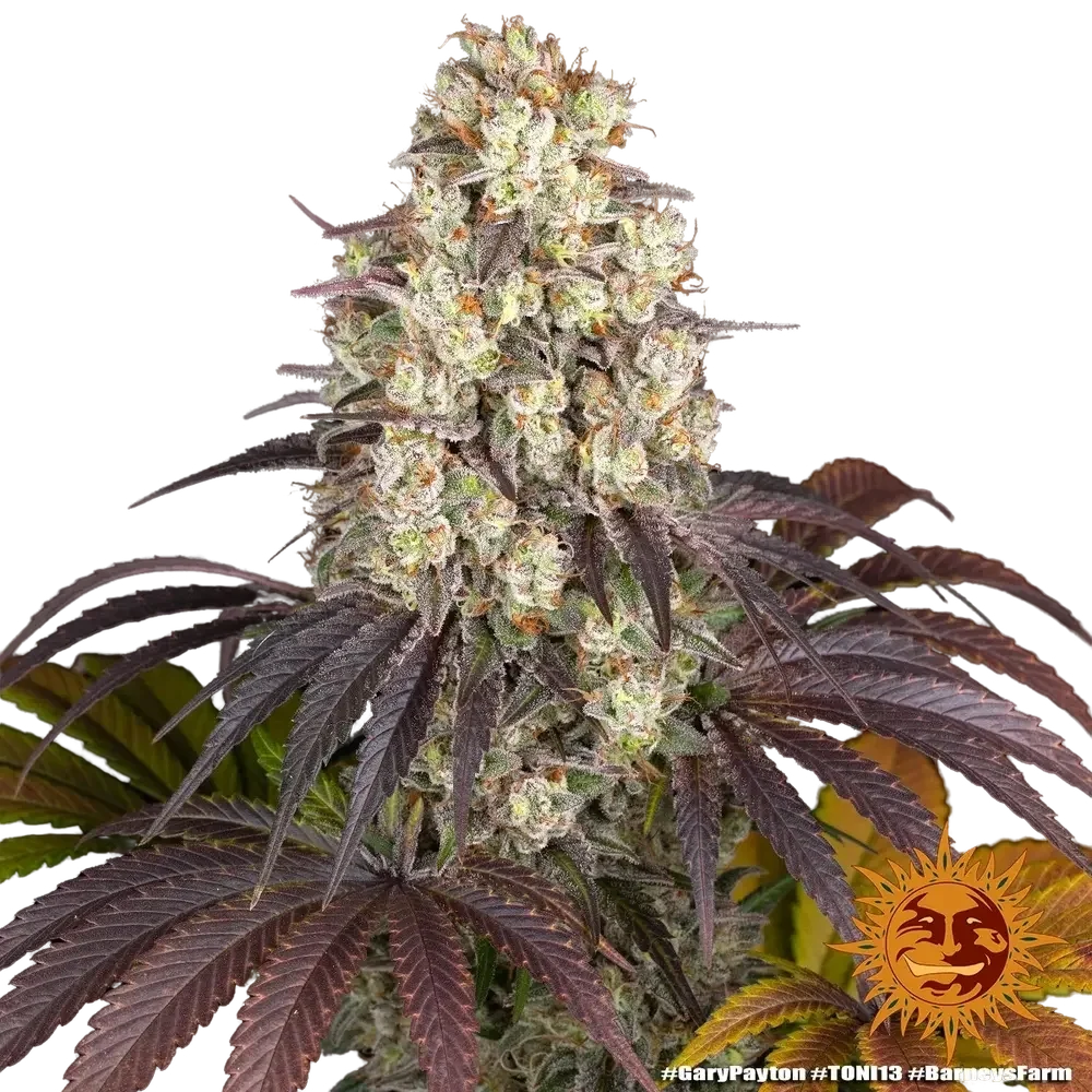Gary Payton | PHOTOFEM | Barneys Farm - Freigestellt 2026-05-31