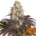Gary Payton | PHOTOFEM | Barneys Farm - Freigestellt 2026-05-31