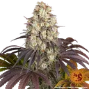 Gary Payton | PHOTOFEM | Barneys Farm - Freigestellt 2026-05-31
