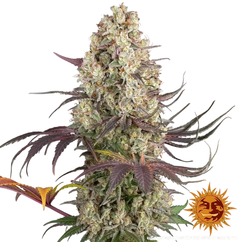 Gary Payton | PHOTOFEM | Barneys Farm - Freigestellt 2026-05-31