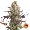 Gary Payton | PHOTOFEM | Barneys Farm - Freigestellt 2026-05-31