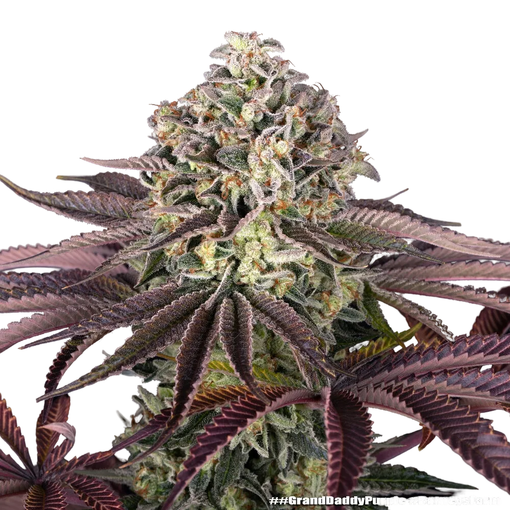 Granddaddy Purple | PHOTOFEM | Barneys Farm - Freigestellt 2026-05-31
