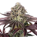 Granddaddy Purple | PHOTOFEM | Barneys Farm - Freigestellt 2026-05-31