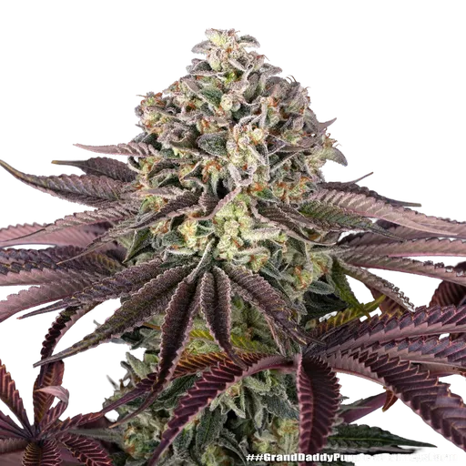 Granddaddy Purple | PHOTOFEM | Barneys Farm - Freigestellt 2026-05-31
