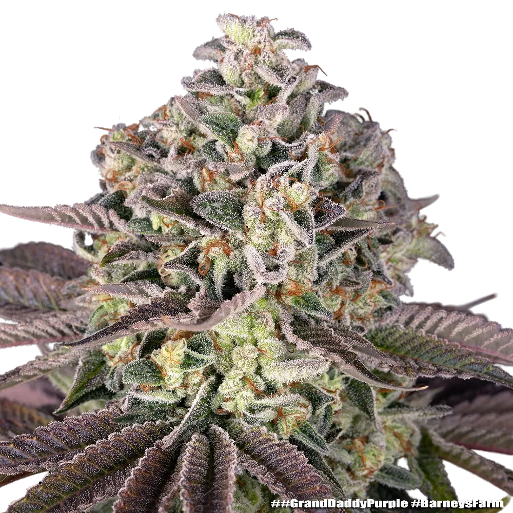 Granddaddy Purple | PHOTOFEM | Barneys Farm - Freigestellt 2026-05-31
