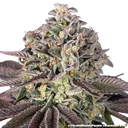 Granddaddy Purple | PHOTOFEM | Barneys Farm - Freigestellt 2026-05-31
