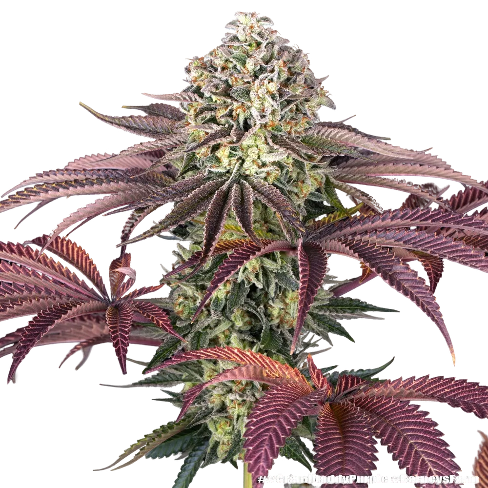 Granddaddy Purple | PHOTOFEM | Barneys Farm - Freigestellt 2026-05-31