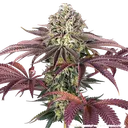 Granddaddy Purple | PHOTOFEM | Barneys Farm - Freigestellt 2026-05-31
