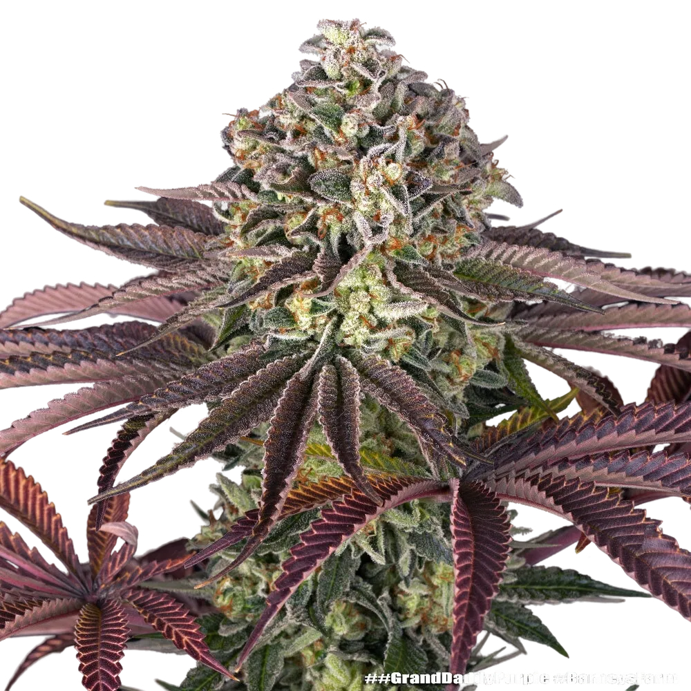 Granddaddy Purple | PHOTOFEM | Barneys Farm - Freigestellt 2026-05-31