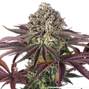 Granddaddy Purple | PHOTOFEM | Barneys Farm - Freigestellt 2026-05-31
