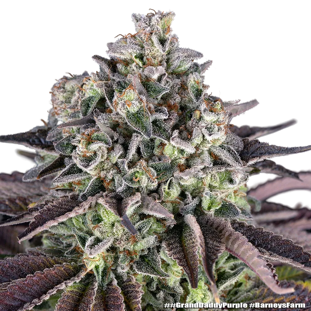 Granddaddy Purple | PHOTOFEM | Barneys Farm - Freigestellt 2026-05-31